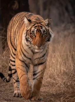 Jungle Safari