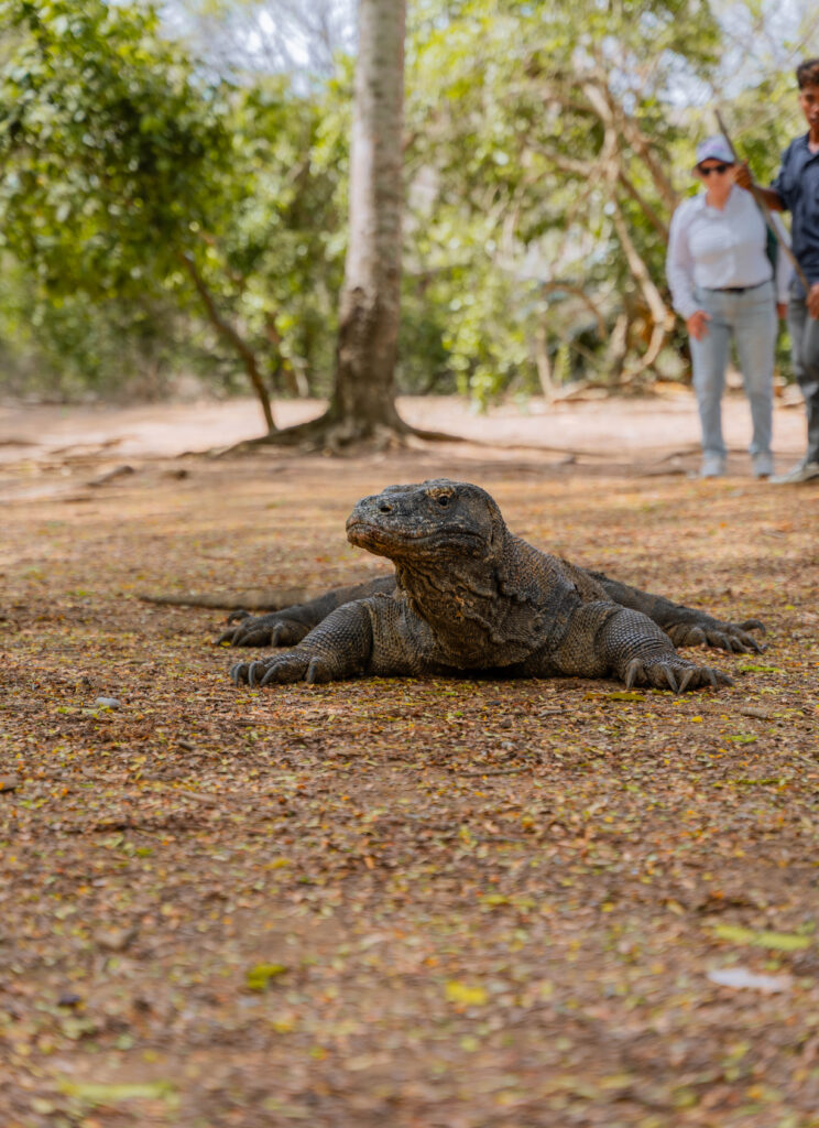 komodo dragon