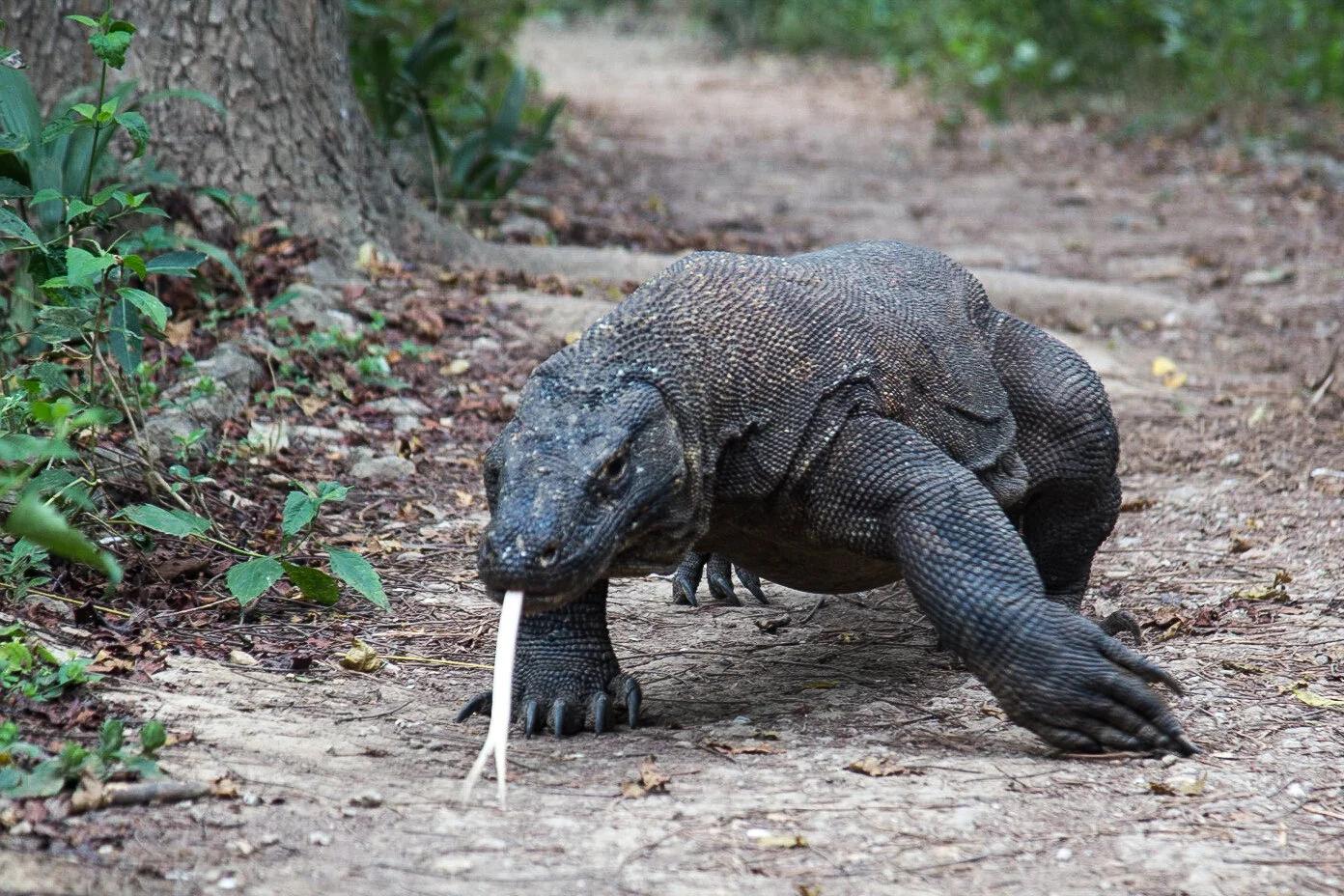 komodo ragon